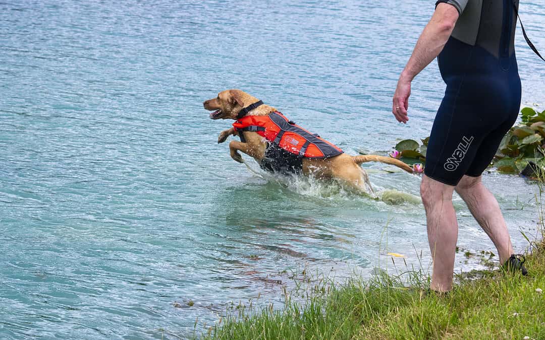 Swim With Your Dog