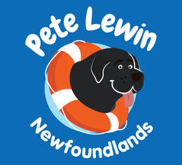 Pete Lewin Newfoundlands at Ocean Walker Academy